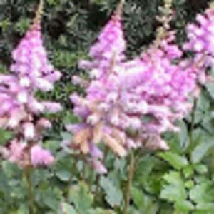 Meet your Posher, Gema